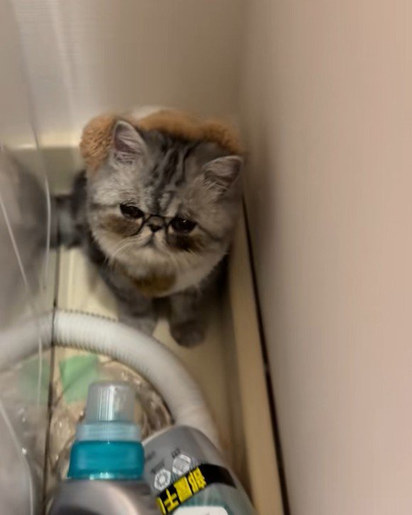 不機嫌そうな猫