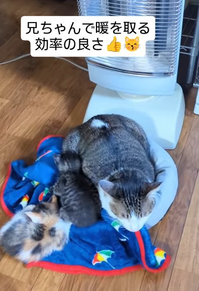 毛布に座っている子猫達
