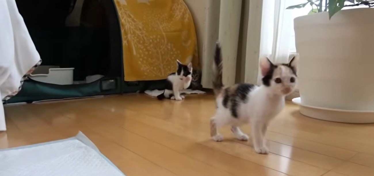 遊んでいる二匹の子猫
