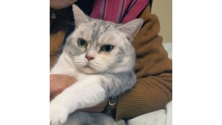 爪切りされている猫