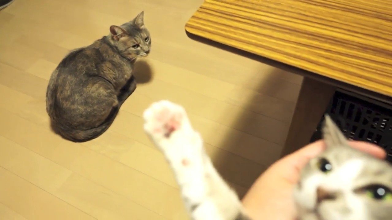 見つめるクリエちゃん