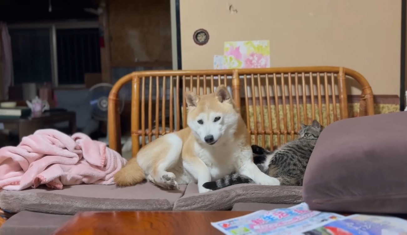 隣で寝ている猫のしっぽを踏んで座る柴犬