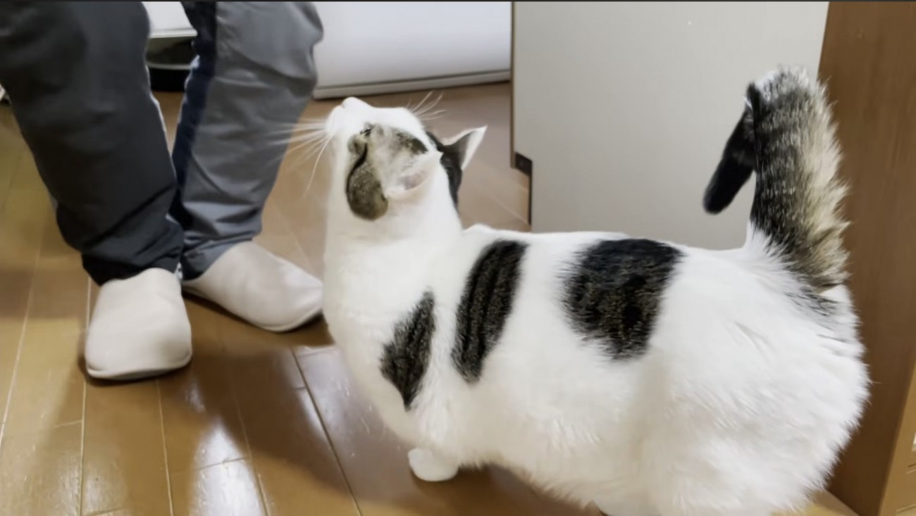お父さんの足元へ近づく豆大福くん