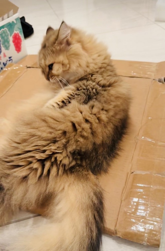 毛繕いをするペルシャ猫