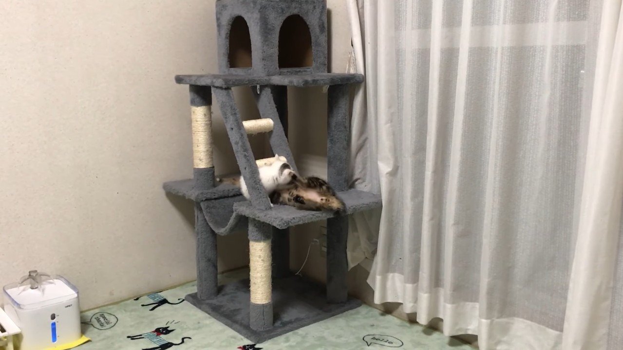 タワーでじゃれ合い