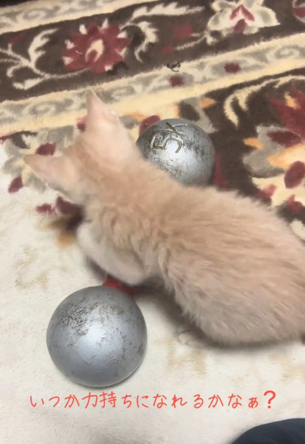 ダンベルを触る猫