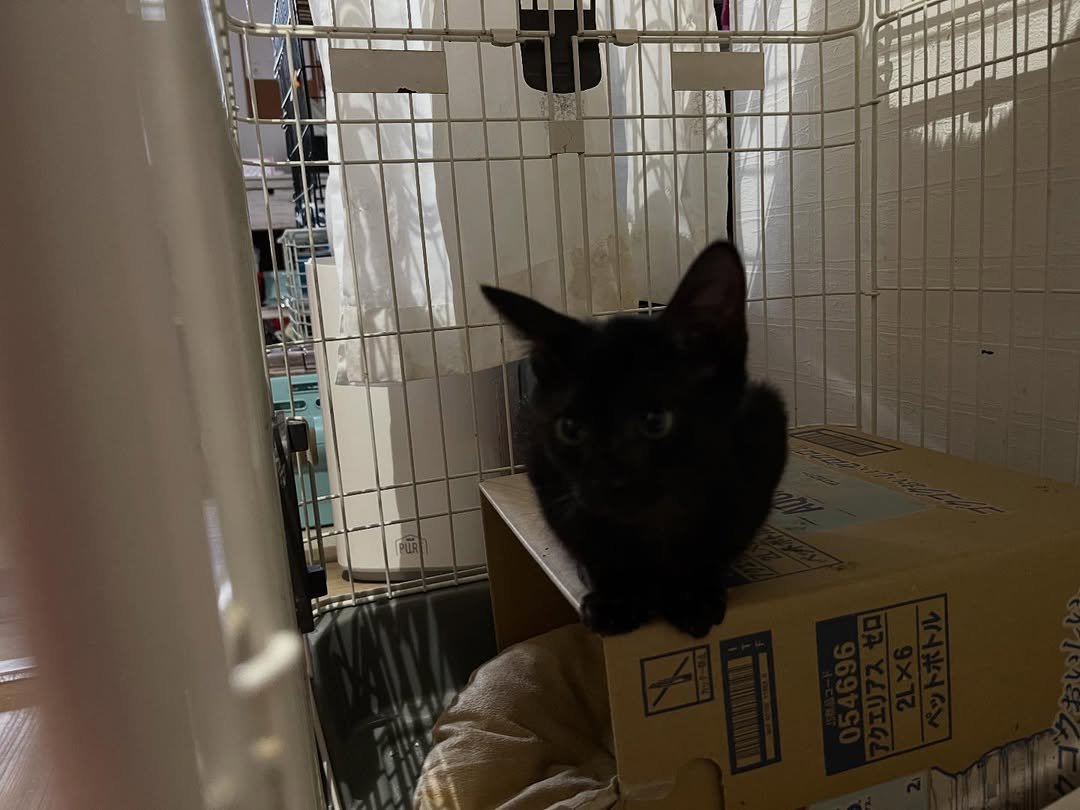 箱の上に乗る子猫