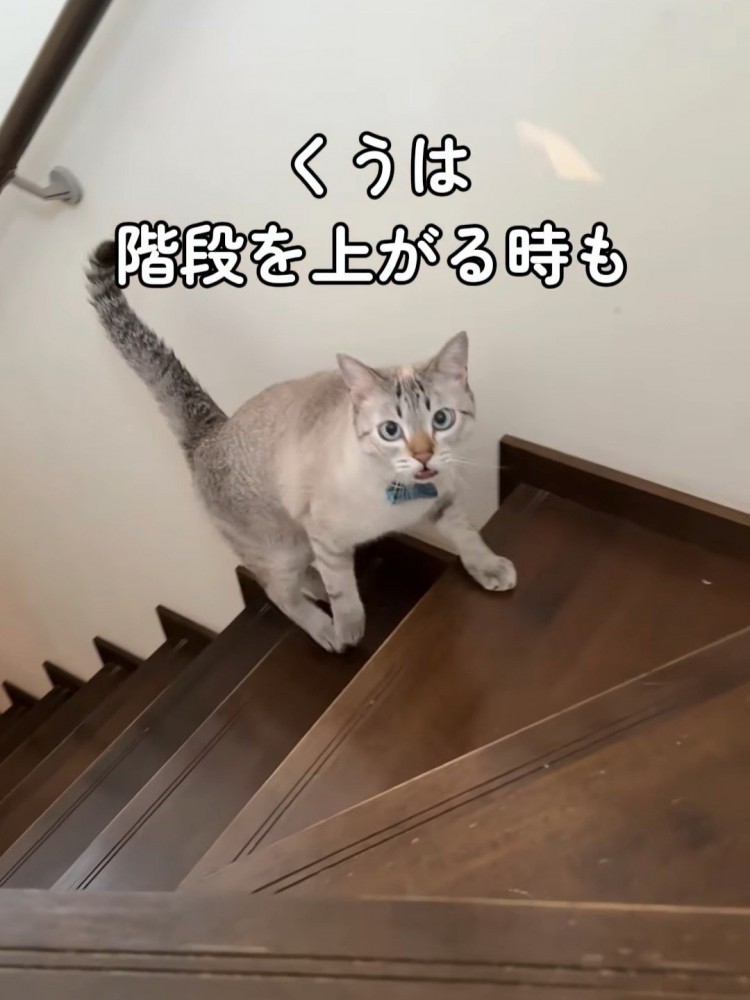 鳴きながら階段を上ってくる猫