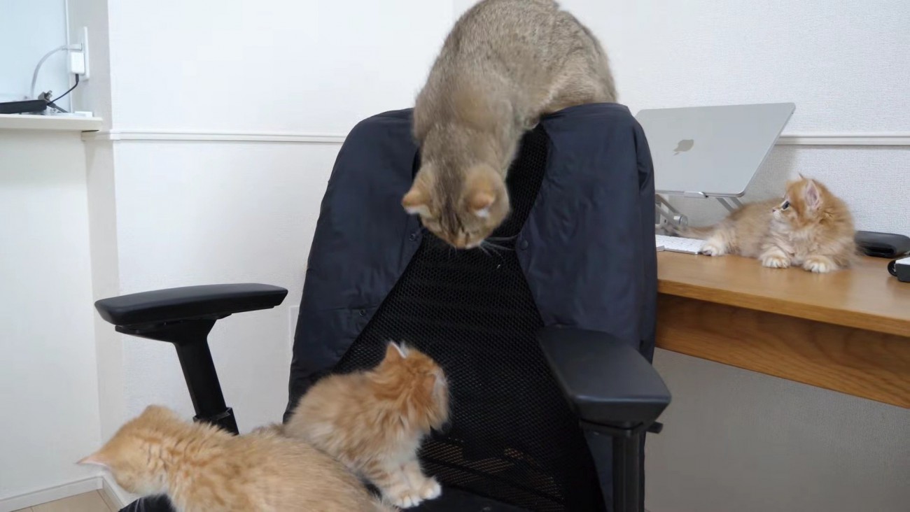 背もたれから舌を伺うちゃぼさん