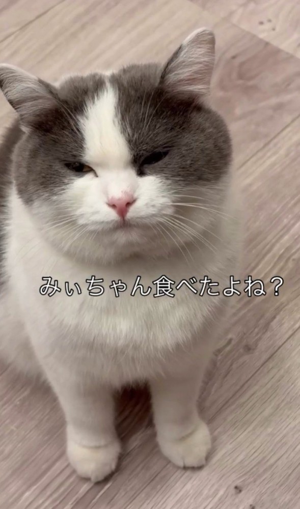 目を細める猫