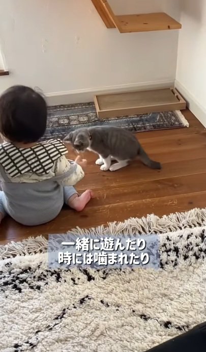 赤ちゃんと一緒に遊ぶ子猫