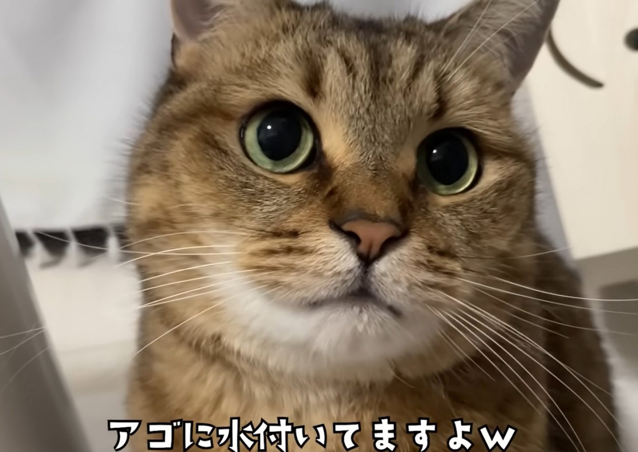 カメラ目線の猫（アゴに水ついてますよｗ）