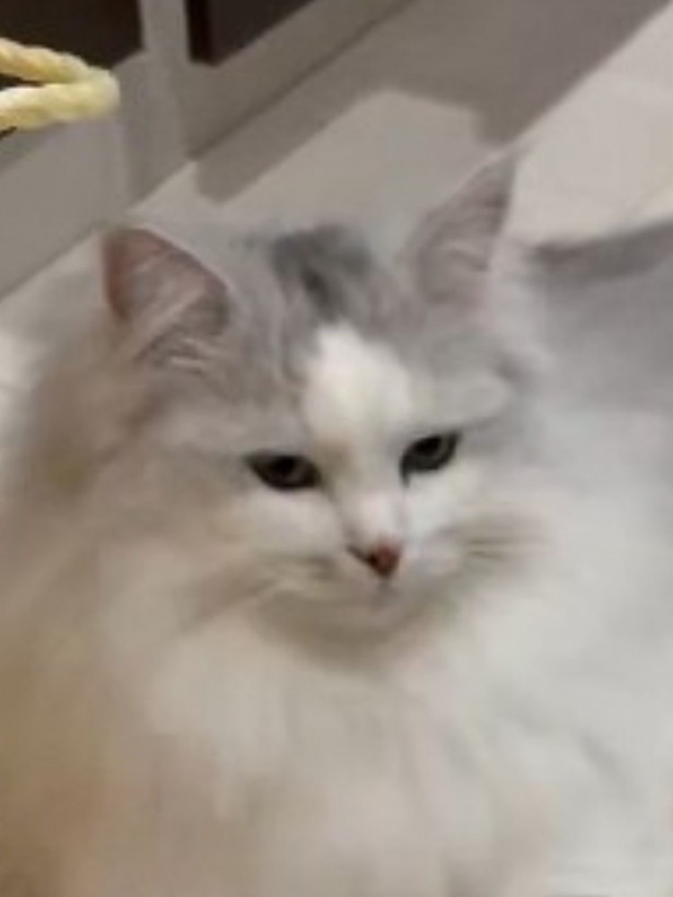 考え事をしているサイベリアンの猫