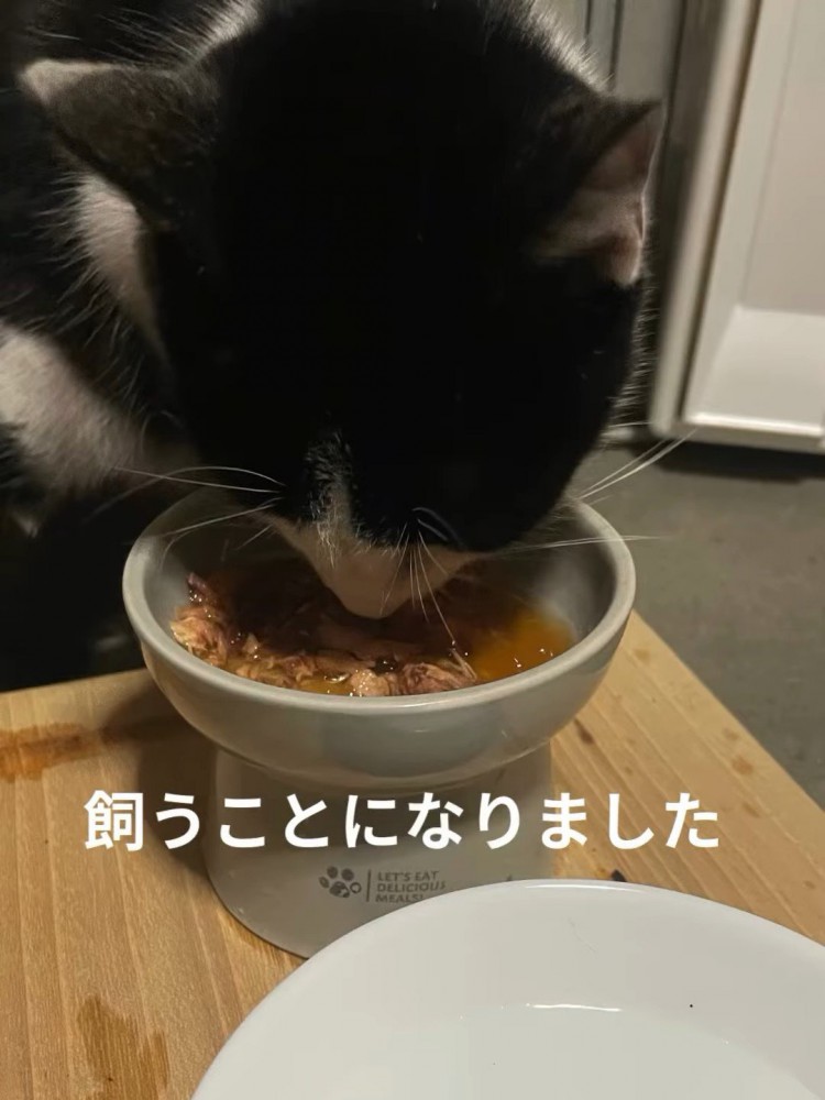 ごはんを食べる猫
