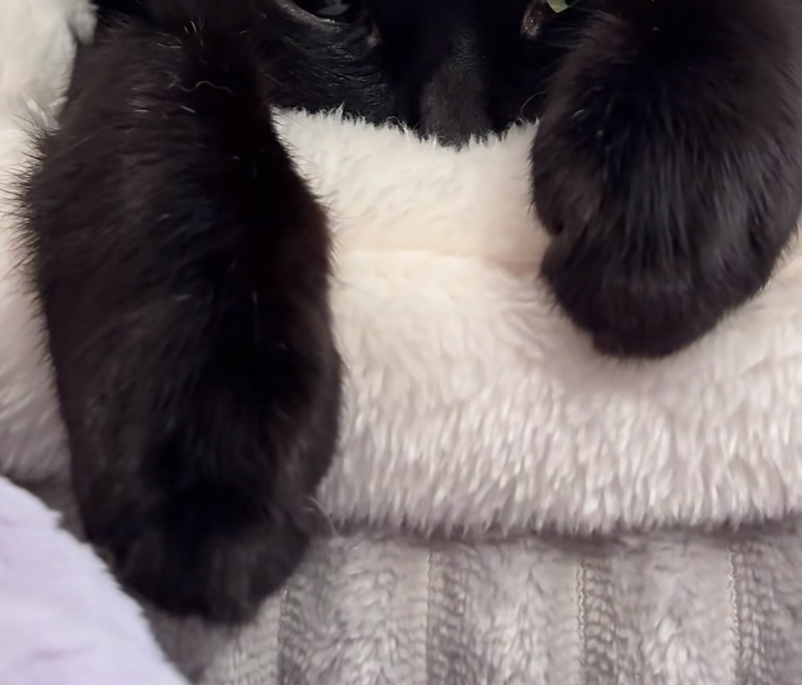 黒猫の前足のみ