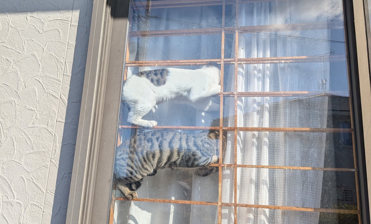 障子の格子の上で寝る猫たち