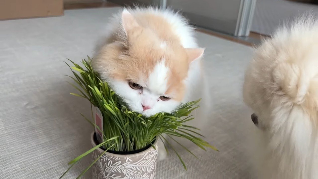 かぶりつく姿