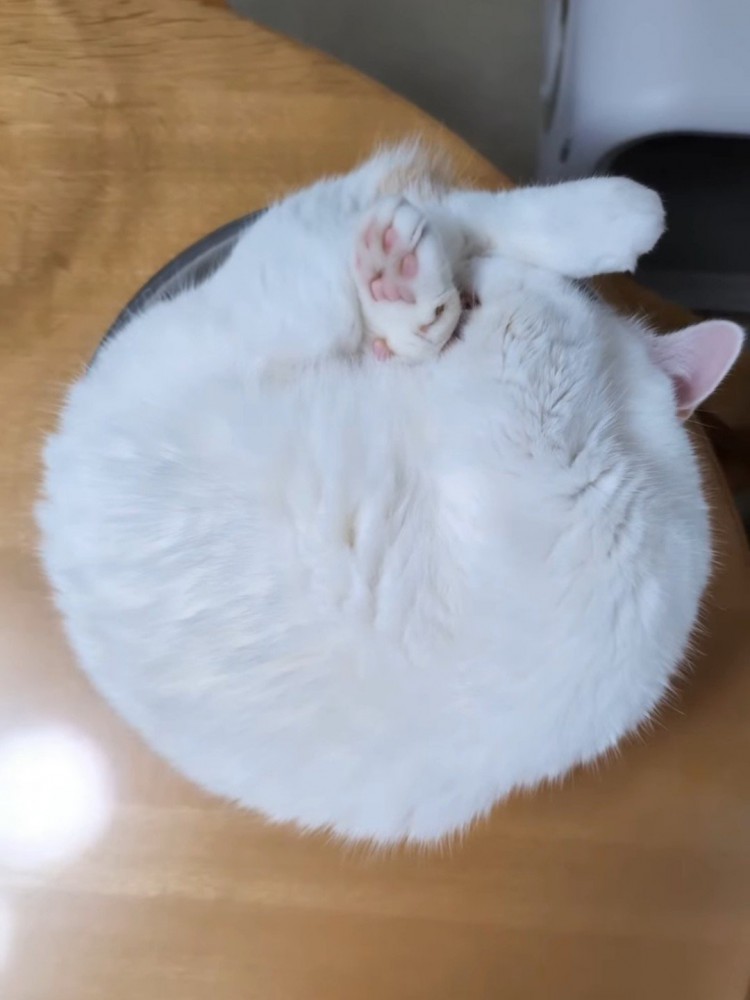 丸まって寝る猫