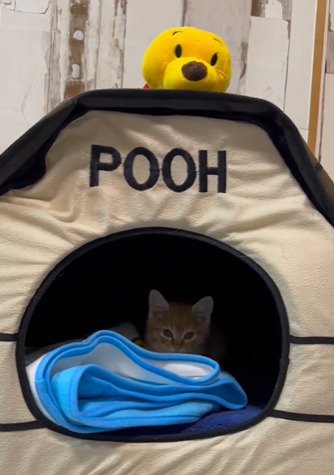 猫ハウスに入った子猫