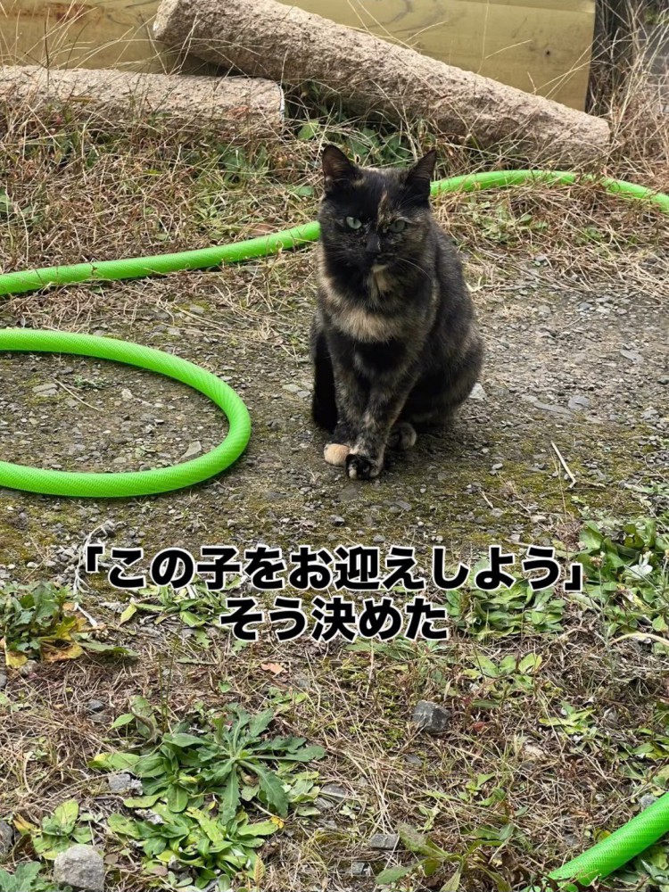 外で座る猫