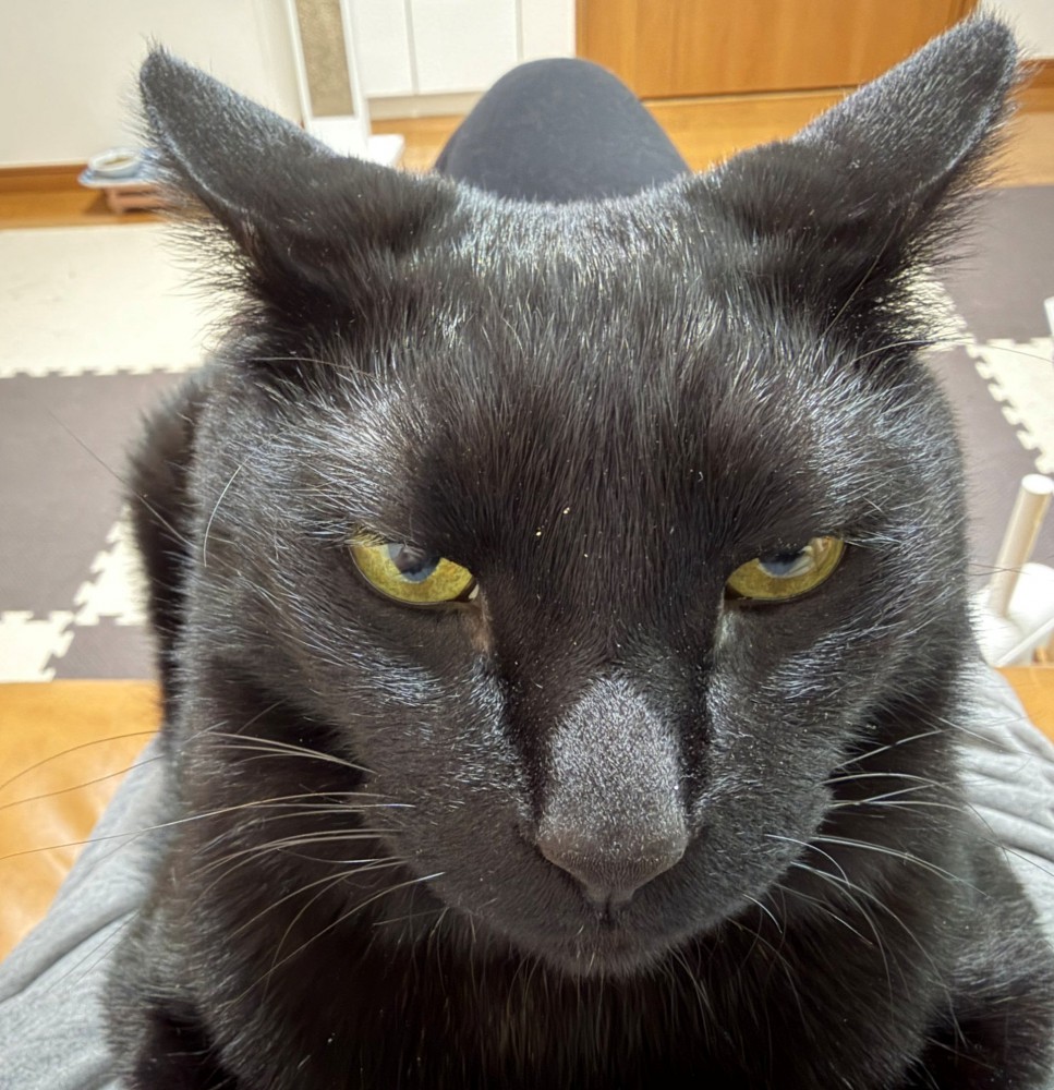 飼い主のお腹に座り込んで睨む黒猫
