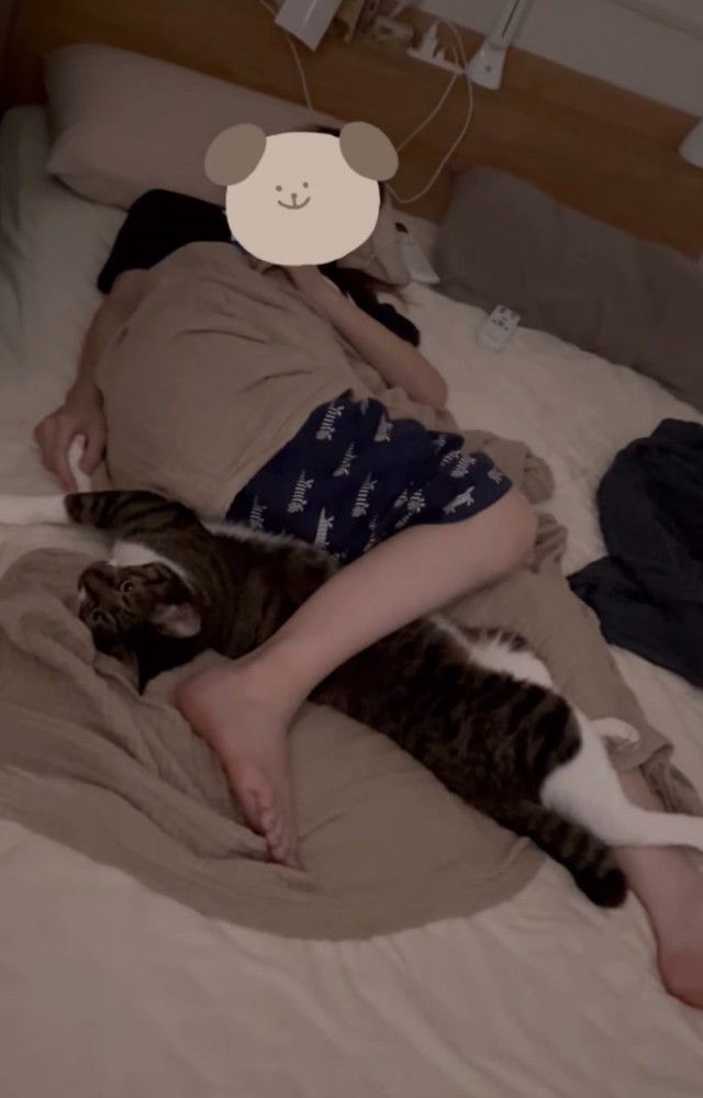 こちらを見つめる猫