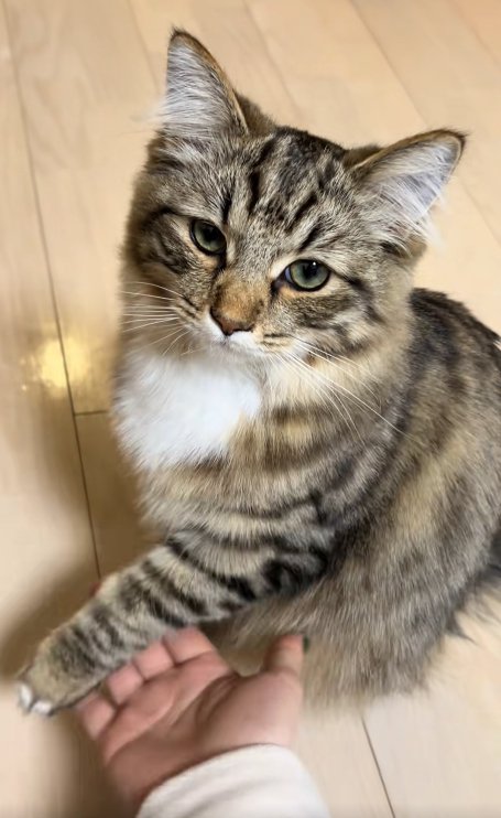 カメラの方を向いてお手をする猫