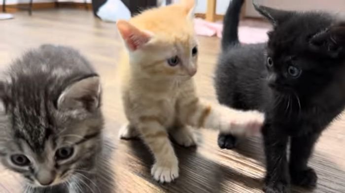 みんなで猫じゃらし