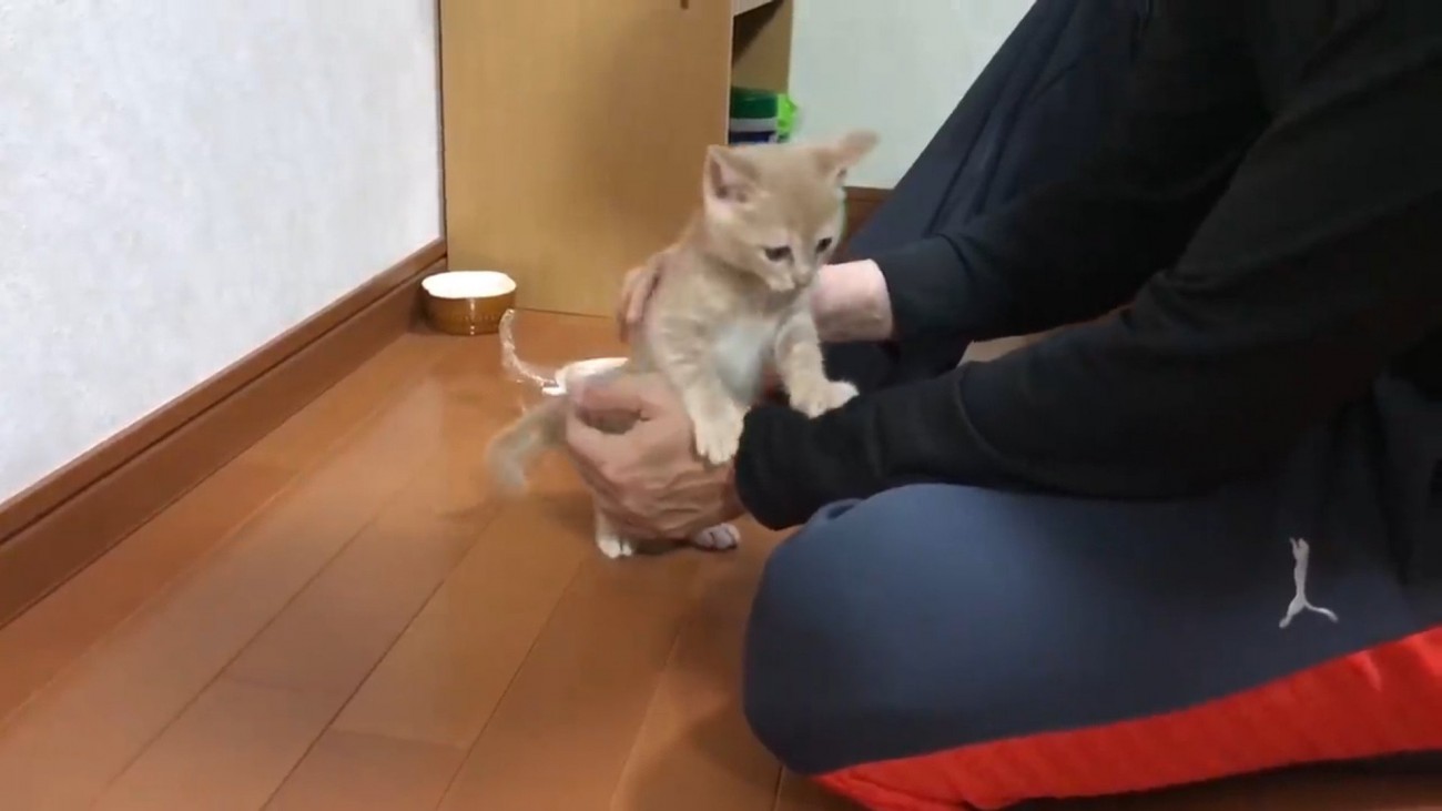 飼い主に撫でられている子猫