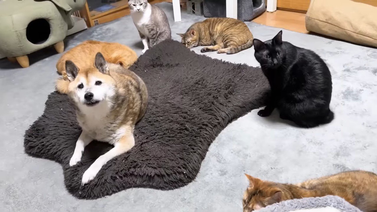 こちらを見るリキくんと5匹の猫さん