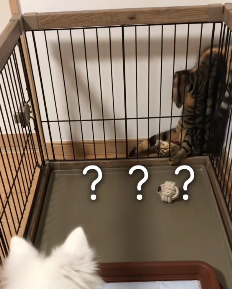 逆さまで挟まる猫