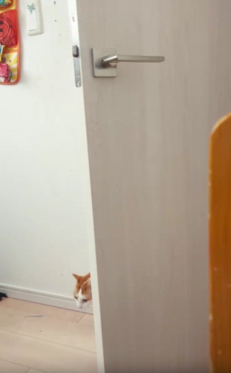 部屋に入ってくる猫