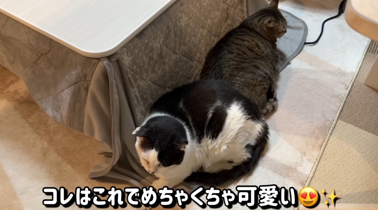こたつの掛布団に寝ている猫