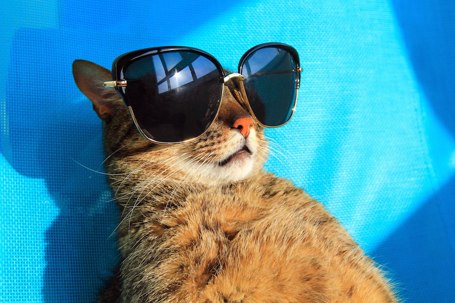 タモリさんが飼ってる猫の名前や種類、これまでのエピソード