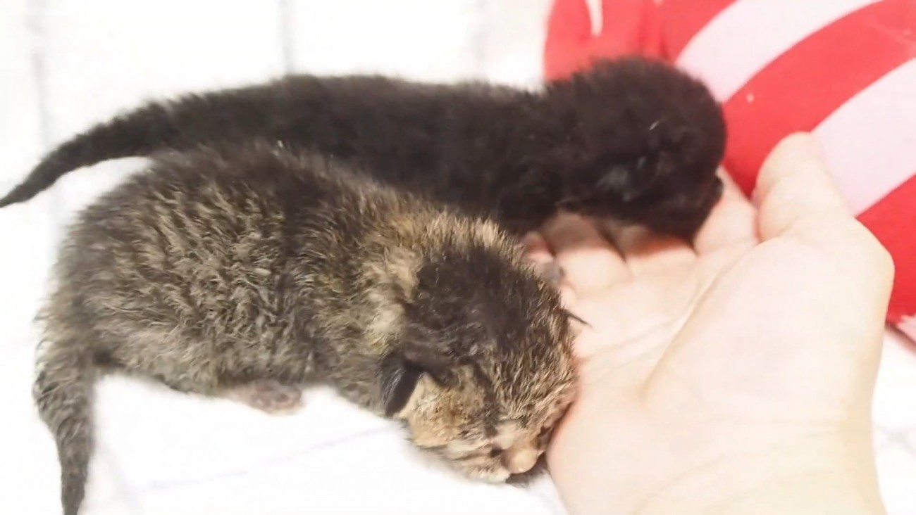 2匹の生まれて間もない子猫