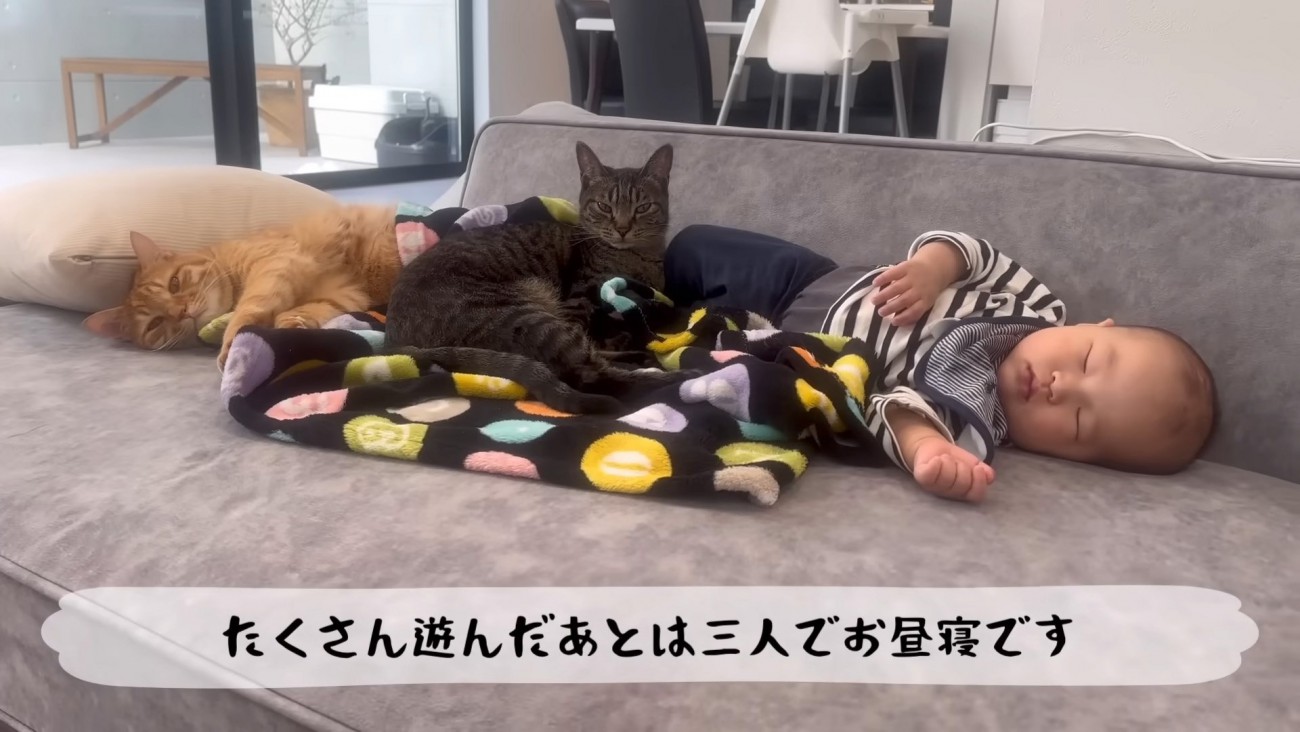寄り添う猫