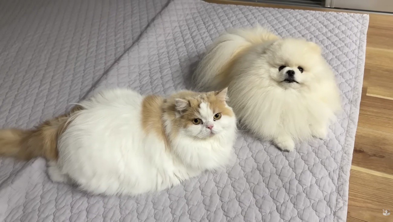 二匹揃って決め顔