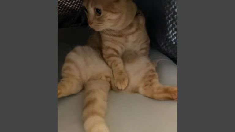 こたつにいる猫