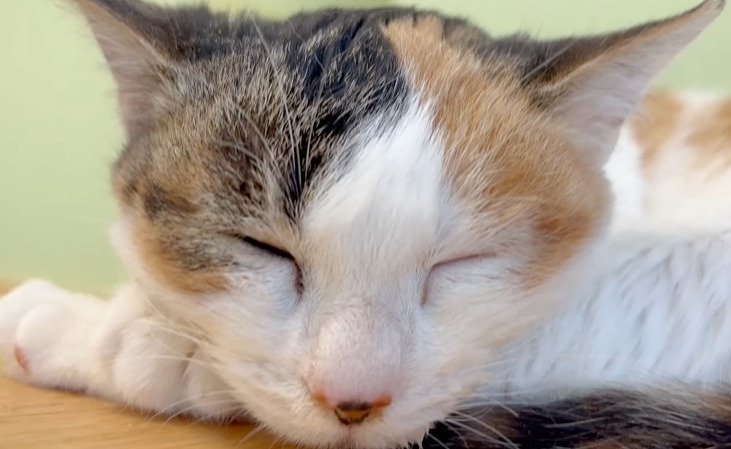 眠る猫の顔のアップ