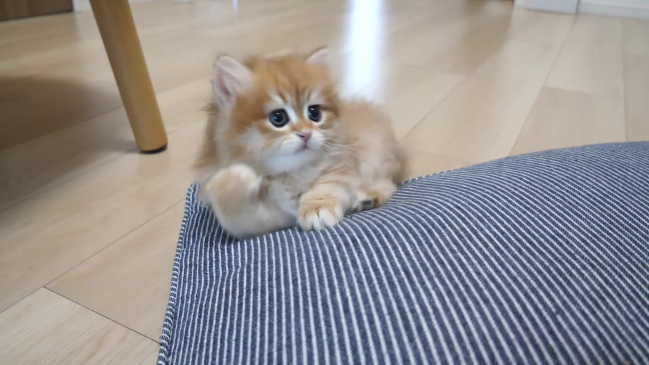 飼い主さんの手にびっくりする赤ちゃん