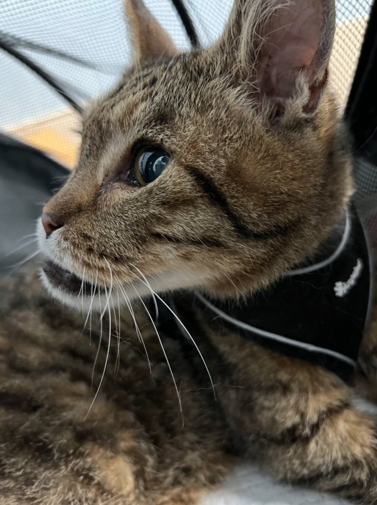 しゃくれている猫