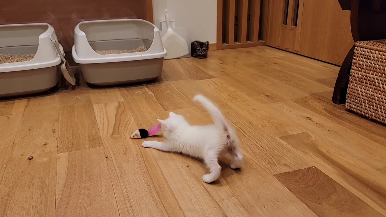 遊ぶおこめちゃん