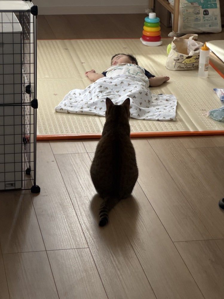 寝ている赤ちゃんを見つめる猫の後ろ姿