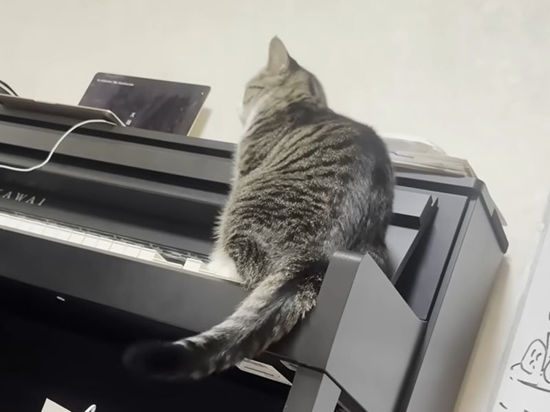 ピアノに座る猫