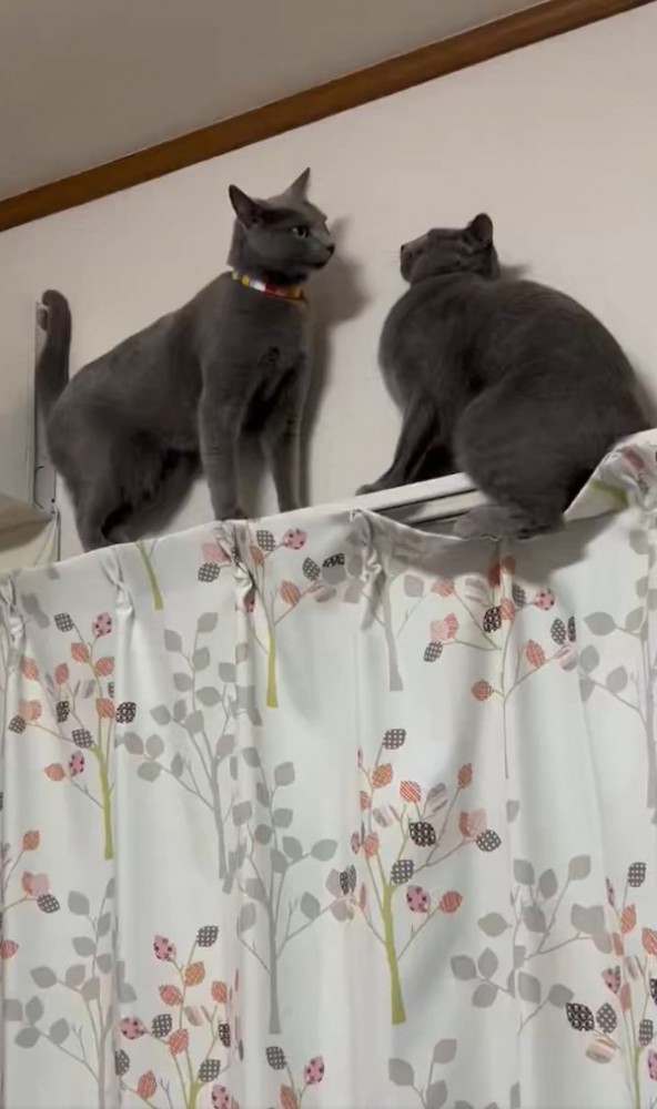 鉢合わせる2匹の猫