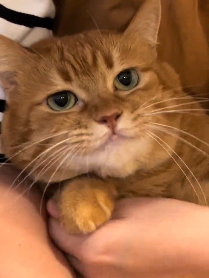 無表情の猫