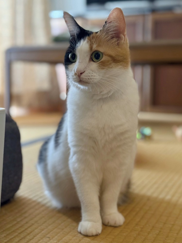 畳に座り込み斜め前を見ている三毛猫