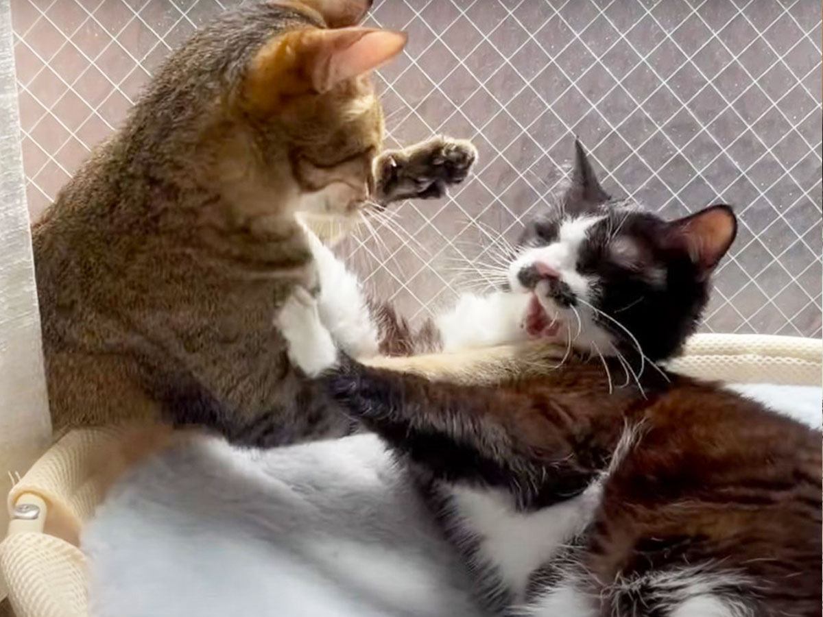 【動画で検証】猫の喧嘩の声とじゃれ合いの境界線！うなり声の正体と本気度の見分け方