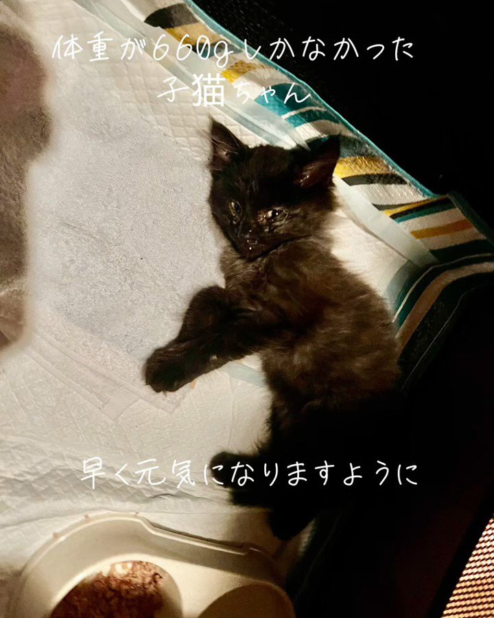 横になる子猫