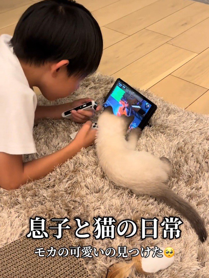 ゲーム画面を見る子どもと子猫